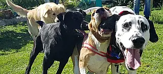 PlayPet recebe mais de 70 visitantes nos finais de semana