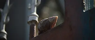 Infestação de caramujos preocupa Jardim Imperador em Suzano