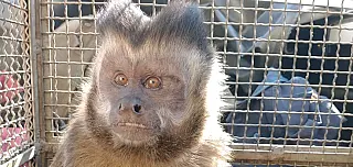 Defesa Civil de Suzano resgata macaco-prego em chácara no Jardim Ikeda