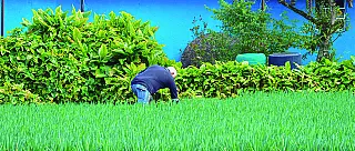 Geada mais forte dos últimos 20 anos atinge plantações em Suzano