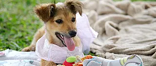 Programas de adoções encontram novos lares para 500 cães e gatos