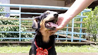 Bem-Estar Animal protagoniza história de superação de cadela resgatada em rodovia