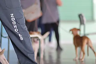 Suzano retoma castração de animais; no sábado 45 cães e 35 gatos passaram pelo procedimento