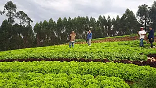 No mês do feirante, agricultores comemoram recorde nas vendas por meio de delivery