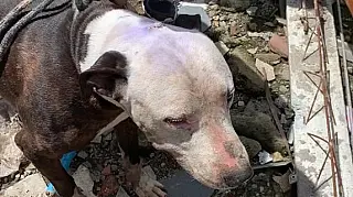 Animais em situação de maus-tratos são resgatados em Itaquá
