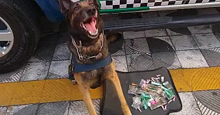 Equipe do Canil da GCM prende suspeito por tráfico de drogas no Jardim Casa Branca