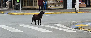 Suzano retira 109 animais mortos em vias públicas durante 2021