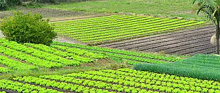 Agricultores buscam recuperação de prejuízos