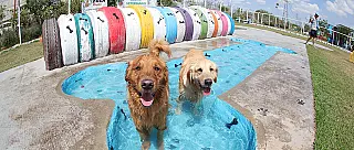 Suzano oferece ambiente gratuito de lazer para cães