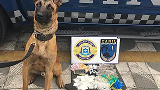 Canil da GCM apreende drogas no Jardim Suzanópolis