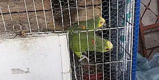 PM resgata papagaios mantidos em cativeiro em Itaquá