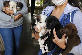 Sete filhotes de cachorro são resgatados pelo Meio Ambiente