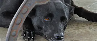 Entidades calculam 121 animais desaparecidos no primeiro semestre