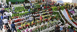 28º Furusato Matsuri será neste final de semana no Cocuera