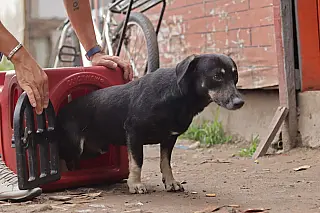 Suzano segue com projeto-piloto de castração animal no Monte Cristo