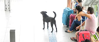 ONG e CPTM buscam projeto para tratar de animais abandonados