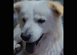 Moradora de Suzano pede ajuda para encontrar cachorro desaparecido