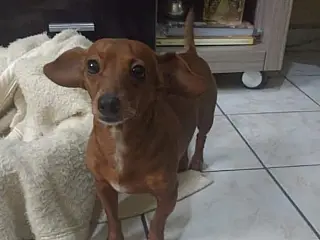 Família busca há dois dias cachorrinho perdido em Mogi