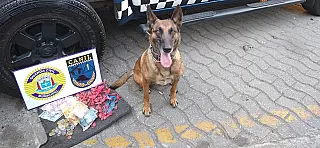 Canil da GCM prende traficante na Vila Maluf
