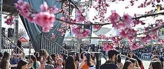 34ª edição da Festa da Cerejeira começa neste sábado no Bunkyo em Suzano