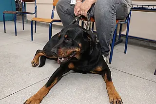Mutirão de castração atende 161 animais e total de procedimentos supera 2 mil em 2026