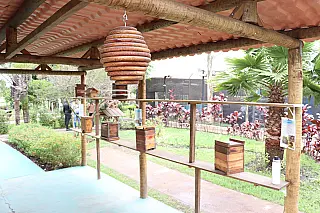 Meliponário se consolida como atração do Viveiro Municipal e atrai milhares de visitantes em um ano