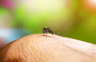 El Niño: SP orienta sobre prevenção e sinais de alerta das arboviroses em função do aumento de chuvas