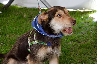 ‘Baby, me Leva!’ garante adoção de 24 animais em mais um evento presencial