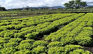 SP libera R$ 2 milhões em crédito para produtores afetados por temporais em Mogi